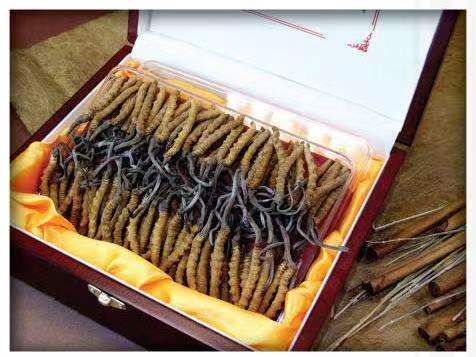 新市冬虫夏草回收